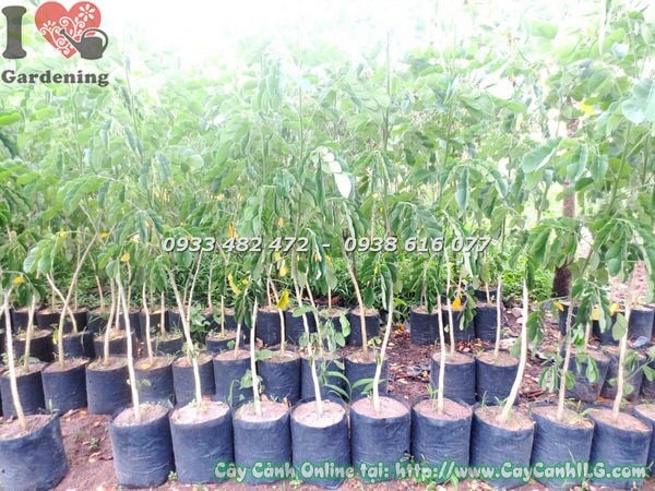 Cây me tây giống cao 1m2 chuẩn tại vườn ILG