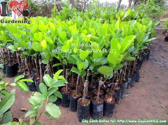 Quả và lá cây mít Thái đặc trưng