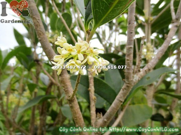 Cây mộc hương sau cắt tỉa tạo dáng đẹp