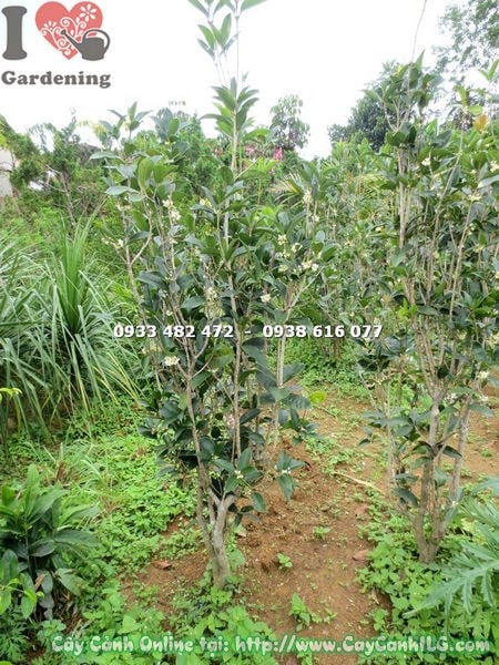 Cây mộc hương cao 2m lá xanh tốt, dáng đẹp