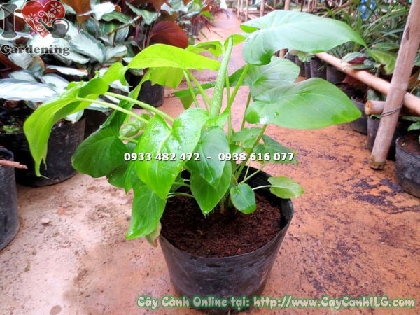 Chăm sóc cây môn cảnh lá xanh cao 30cm tại nhà và văn phòng