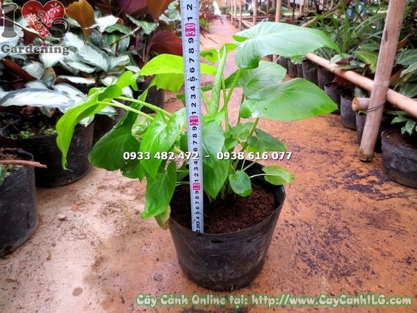 Cây môn cảnh lá xanh loại mới đặt trang trí nội thất văn phòng