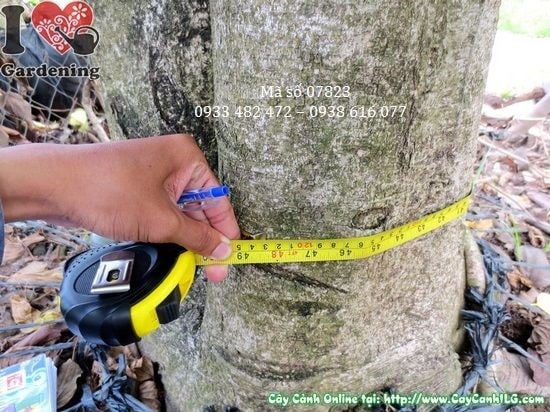 Cây móng bò 5m tán rộng bóng mát Ms 07823