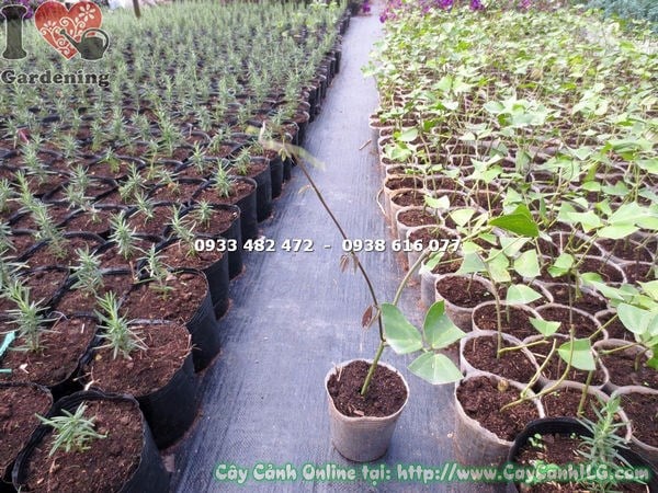 Cây móng cọp xanh giống cao 20cm – cây leo độc đáo tại ILG