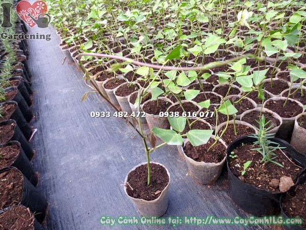 Cây móng cọp xanh giống – leo giàn, cổng nhà, hàng rào