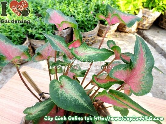 Cây môn lá đỏ cao 15cm chịu bóng, trang trí nội thất