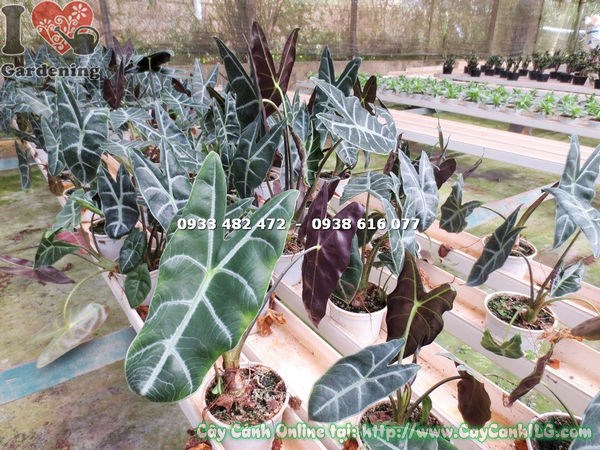 cây môn quan âm cao 25cm – lá tím mặt dưới đặc trưng