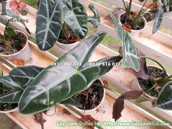 cây môn quan âm cao 25cm – trồng trang trí nội thất