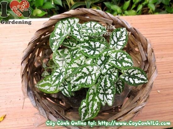 Cây Môn Trắng cao 10cm tại vườn ILG