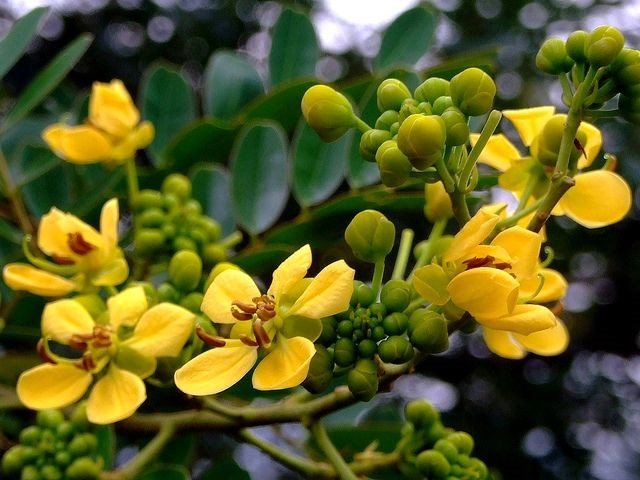 Cây Muồng Đen - cây bóng mát xanh mướt tại ILG