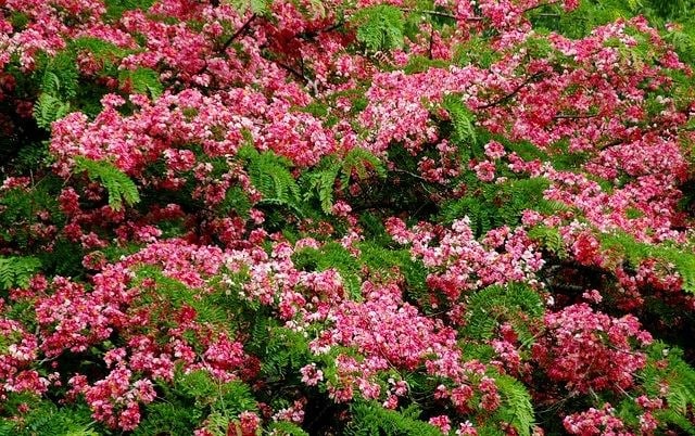 Cây muồng hoa đào – hoa hồng đào nở rộ tại công trình
