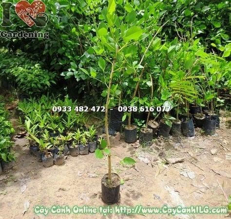 Cây muồng hoa đỏ – cắt tỉa và tạo dáng tán đẹp