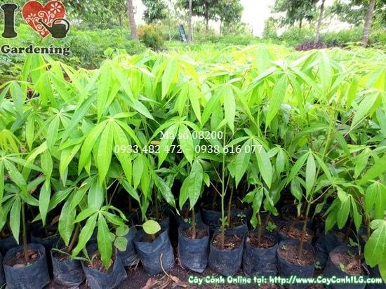 Cây mủ trôm giống cao 35cm