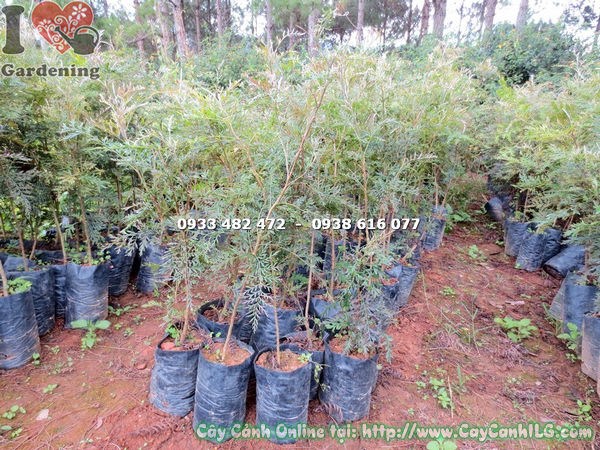 Cây Ngân Hoa trồng làm hàng rào xanh tại sân vườn