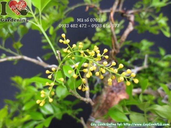 Cây ngâu bonsai già tạo dáng cắt tỉa đẹp