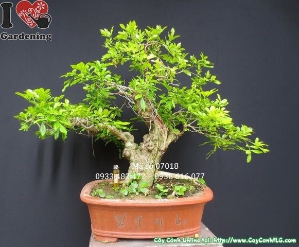 Cây ngâu khỏe mạnh xanh tươi không sâu bệnh