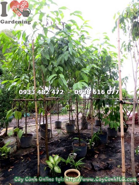 Cây ngọc lan cao 2m5 – tán lá sum suê, hoa trắng thơm ngát