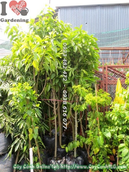 Cây ngọc lan cao 3m – cây bóng mát hương thơm cho công trình cảnh quan
