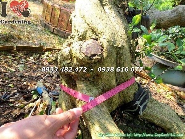 Cây nguyệt quế bonsai cổ thụ hoành 55cm cao 2m5 Ms 22488