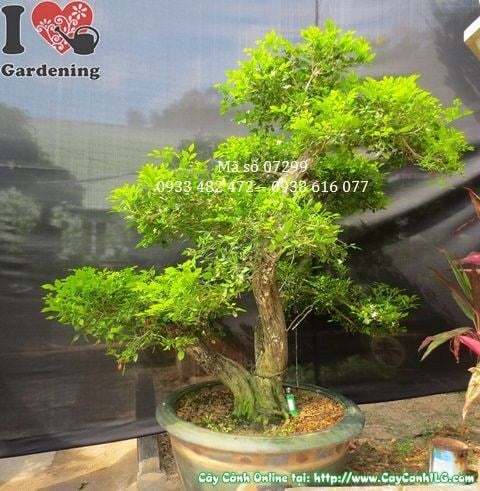 Cây nguyệt quế bonsai đẹp cao 135cm – hình chính diện