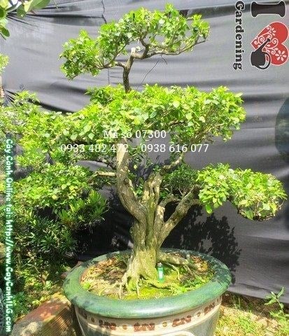 Cây nguyệt quế bonsai già đẹp cao 100cm Ms 07300