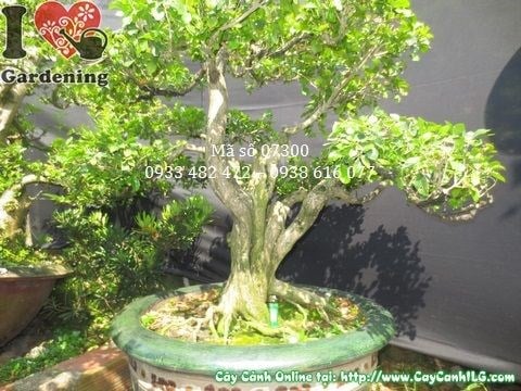 Chi tiết thân cây nguyệt quế bonsai già Ms 07300