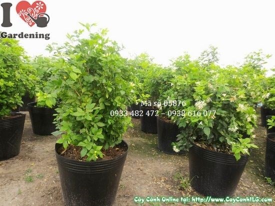 Cây nguyệt quế 60cm ra hoa