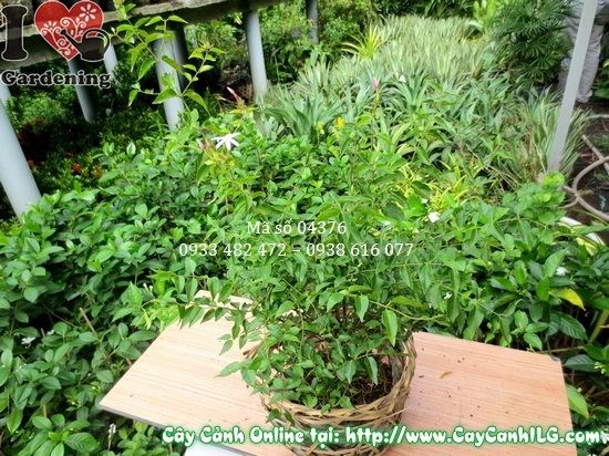 Lá xanh bóng và hoa trắng thơm của cây nguyệt quế dây