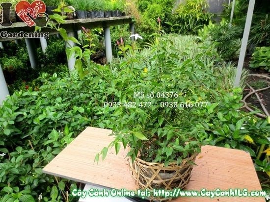 Chăm sóc và tưới nước cho cây nguyệt quế dây