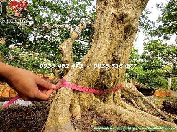 hình ảnh cây nguyệt quế kiểng cổ cổ thụ cao 4m gốc lớn rễ nổi