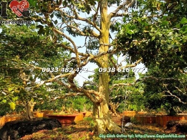 Cây nguyệt quế tán đẹp cao 3m5 – Ms 22504 tại vườn ILG