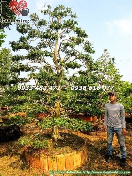 Hoa cây nguyệt quế tán đẹp – trắng tinh, hương thơm nhẹ nhàng