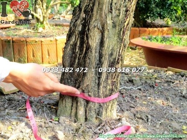 Cây nguyệt quế tán tự nhiên cao 4m hoành 60cm – toàn cảnh tán cây