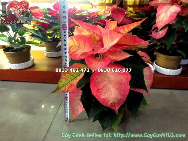 Cây nhất phẩm hồng giống mới cao 20cm sắc đỏ rực rỡ