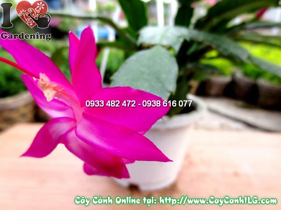 Cây Nhật Quỳnh 15cm – cây mọng nước sống bền, thân nhánh xanh tươi