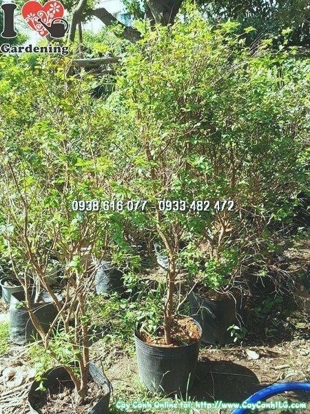 Vườn cây nho thân gỗ giống tại ILG