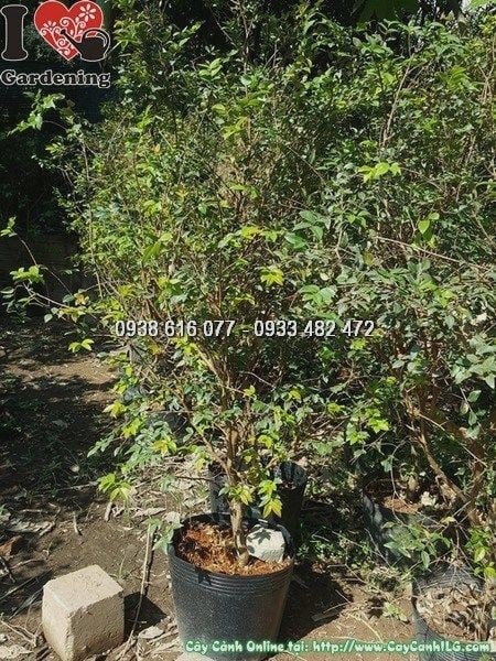 Cây nho thân gỗ leo phủ xanh hàng rào khuôn viên cảnh quan