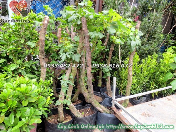 Cây nho trái gốc lớn – thân gỗ chắc chắn, tán xanh đầy sức sống