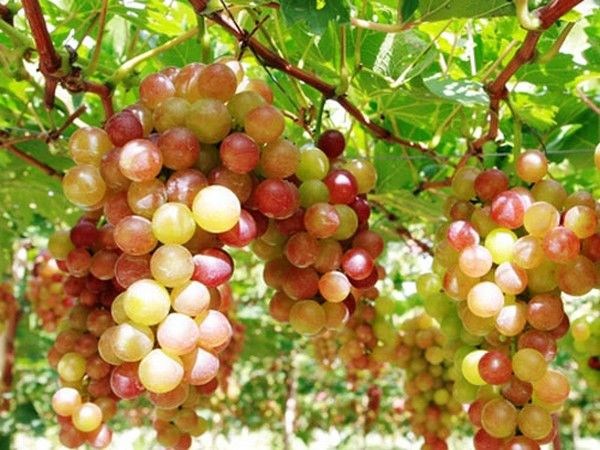 Cây nho trái gốc lớn – lá to xẻ chân chim đặc trưng, tán xanh mướt