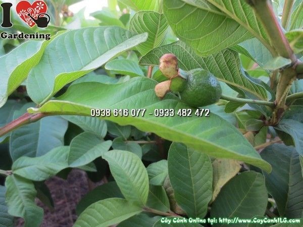 cây ổi có trái ms 24160 sai quả đẹp