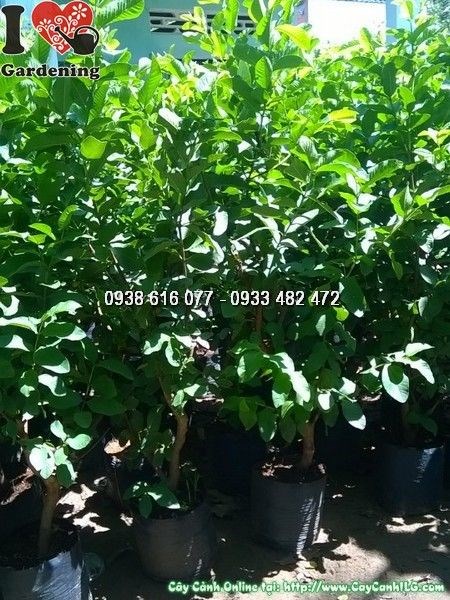 Cây ổi giống 1m phát triển khỏe mạnh tại ILG