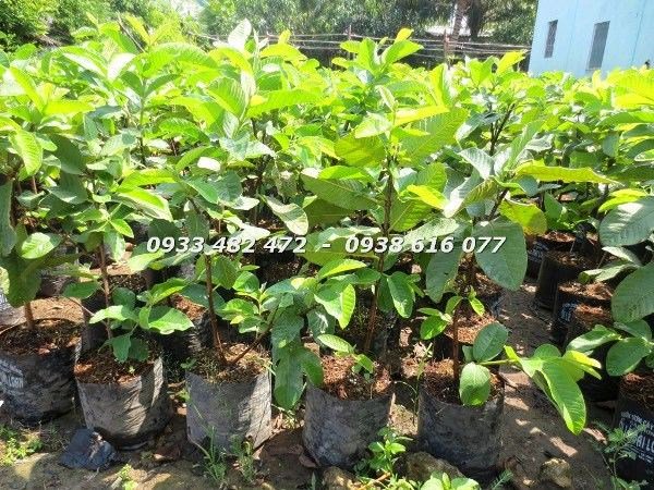 Cây ổi giống tươi tốt chuẩn bị xuất vườn ILG