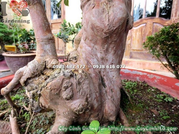 Cây ổi sim Nhật bonsai trưởng thành - tán cây sum suê, dáng nghệ thuật