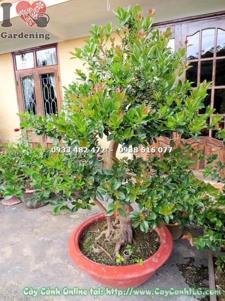 Cây ổi sim Nhật bonsai - quả chín màu tím đen đặc trưng trên cành