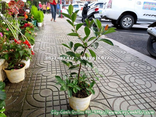 Cây ổi sim nhật giống bụi cao 40cm – trái đỏ tím đặc trưng