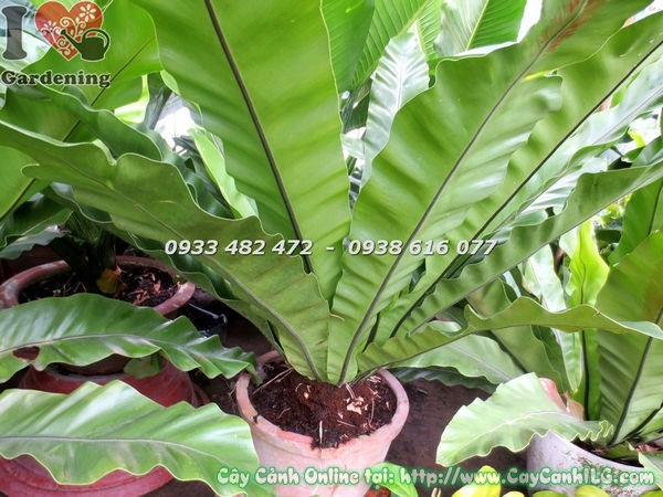 Cây ổ phụng đường kính 1m tán xanh mướt Ms 17497