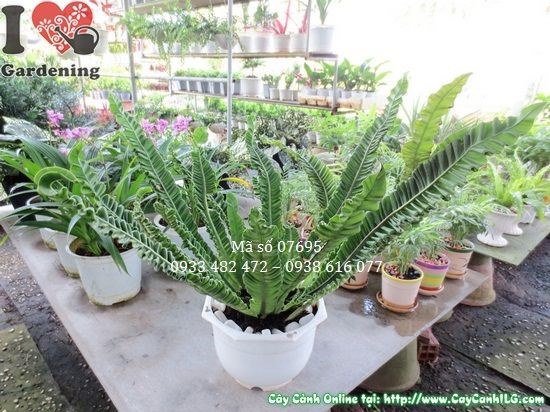 Cây ổ phụng giống mới 35cm tán lá xòe rộng đẹp