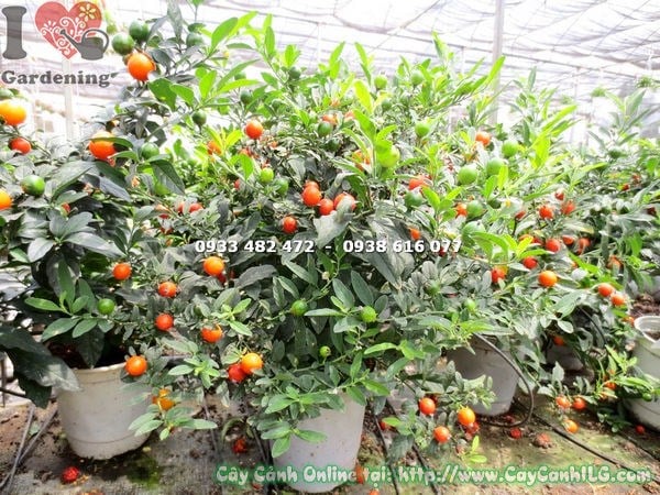 Cây ớt bi cao 30cm – quả nhiều màu sắc rực rỡ tại ILG