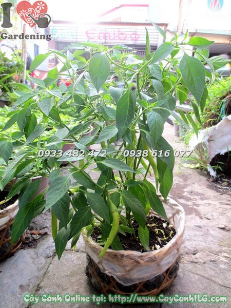 Cây ớt cảnh cao 30cm nhiều quả đẹp tại vườn ILG