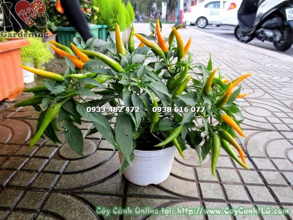 Cây ớt đổi màu cao 15cm trái nhiều màu sắc rực rỡ